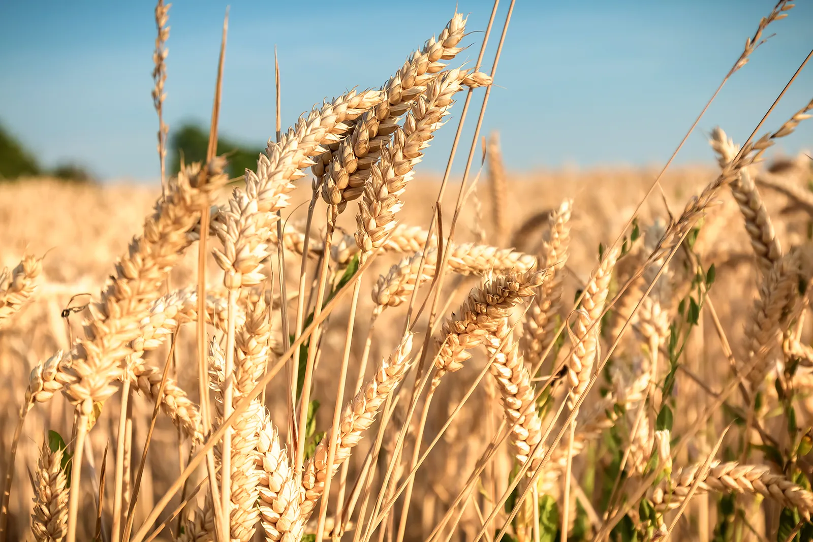 Durum Milling Wheat